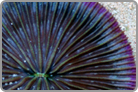 Purple Rim Blue Plate Coral